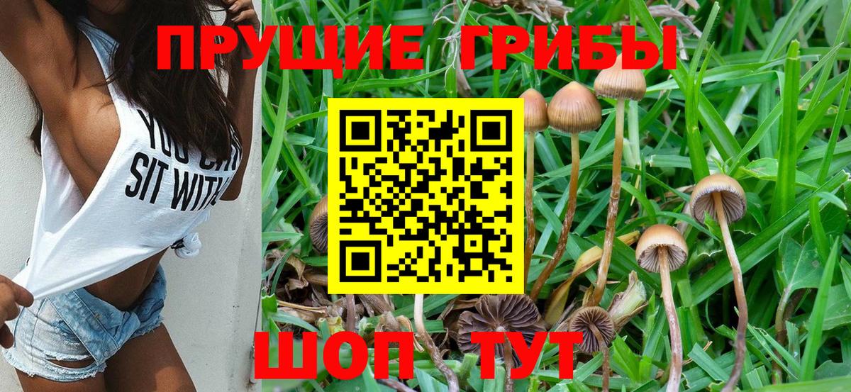 наркота  Галлюциногенные грибы Psilocybe  Вход с VPN  Курск  Галлюциногенные грибы прущие грибы 